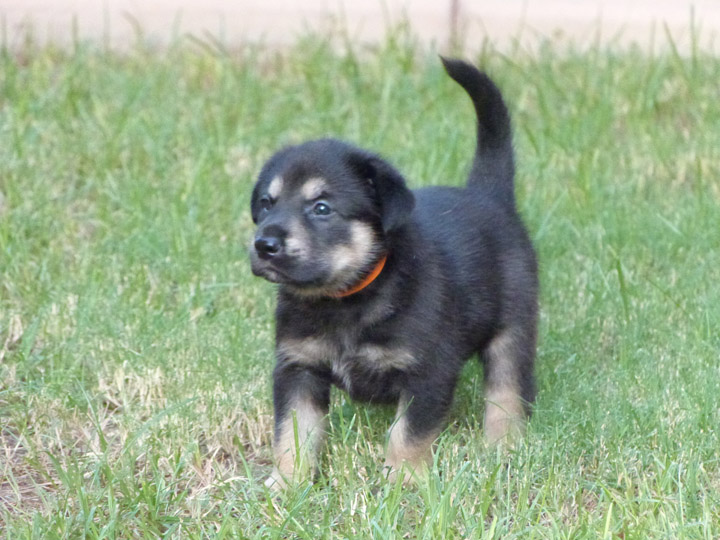 chinook dog